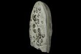 Tall Concretion with Ammonite (Eleganticeras) Fossils - England #171254-2